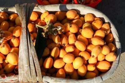 冬日里的黃金珍果 探秘米易枇杷的早春傳奇