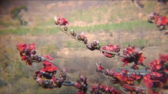 攀枝花 一座被陽光與鋼鐵定義的城市