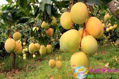 米易攜手成都搭建農特產品直銷渠道，攀枝花特色農業產銷模式成效顯著