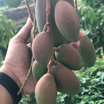 攀枝花芒果 陽光的味道，鹽邊的驕傲